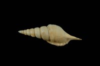 藏品(包氏長鼻螺)的圖片